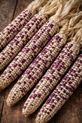 Montana Red Eagle Corn Seeds